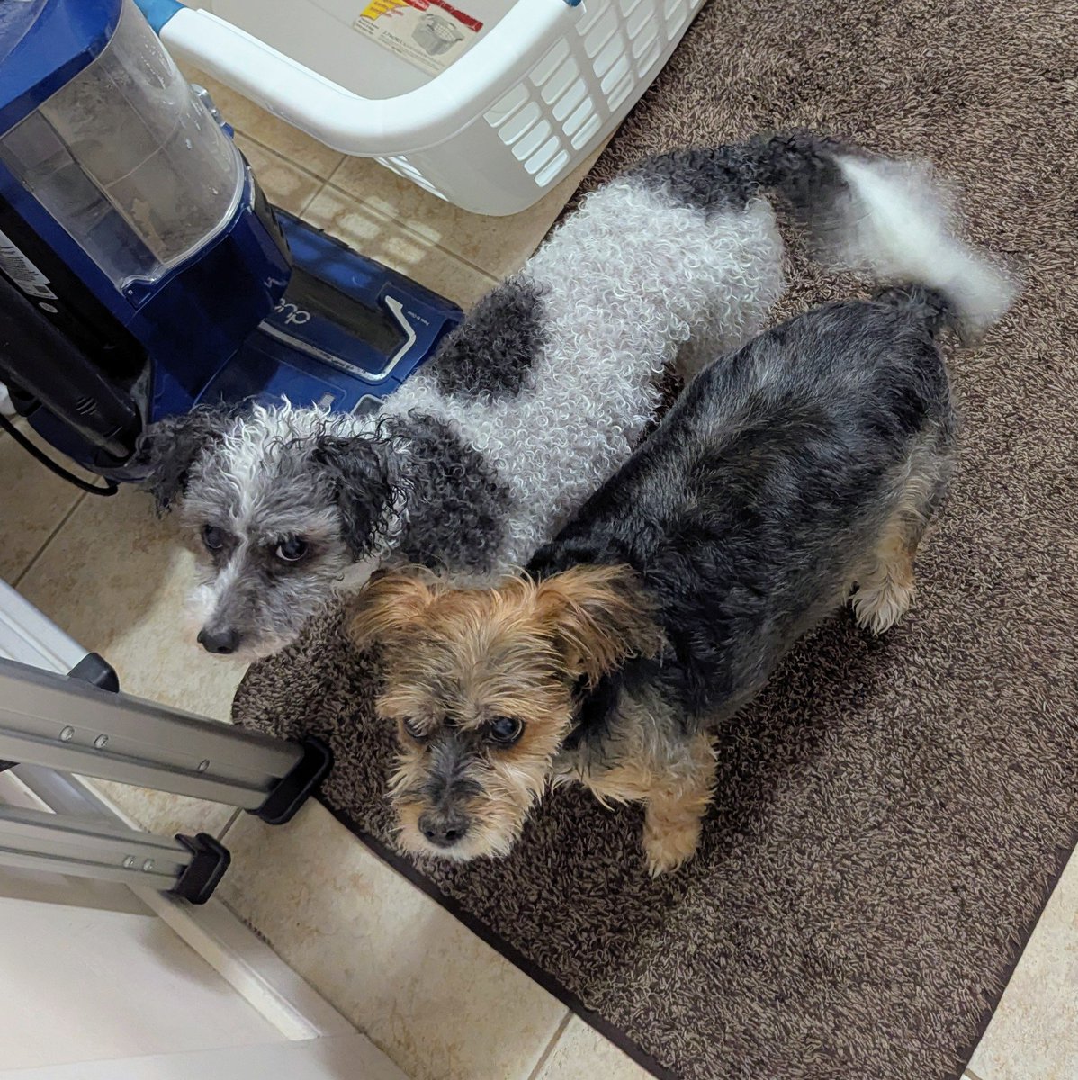 Thomas 🇺🇲 tweet media