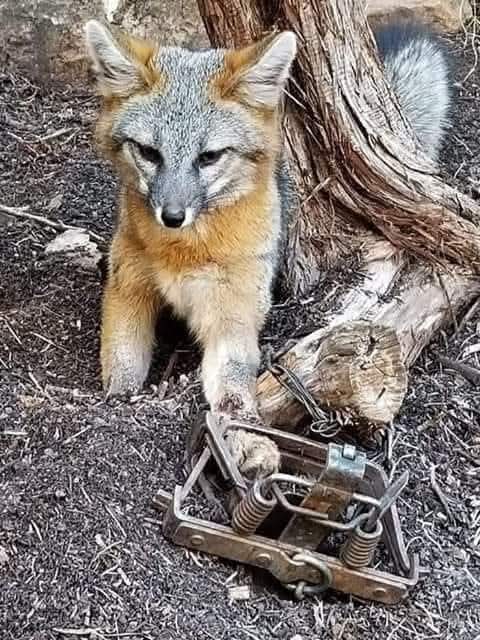 Adea Claude tweet media