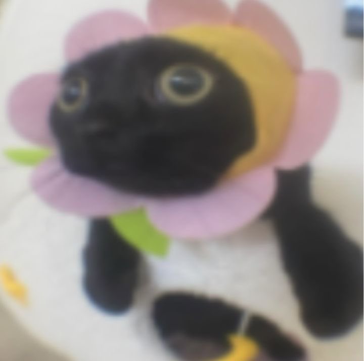 mayumi caloura ccomp 💻 tweet media