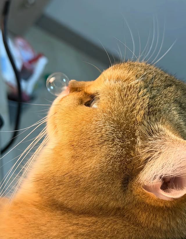 The Pets 𝕏 tweet media