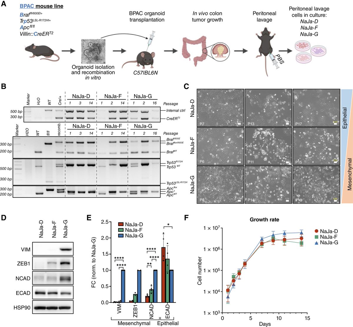 CRC_AACR's tweet photo. ICYMI: Novel Syngeneic Cell Lines for Studying High-Risk BRAFV600E-Driven #ColorectalCancer In Vivo https://t.co/eqp0vbvBNP
#TumorMicroenvironment #TumorImmuneMicroenvironment #PreclinicalModels #OpenAccess https://t.co/YHSsFHNK7T