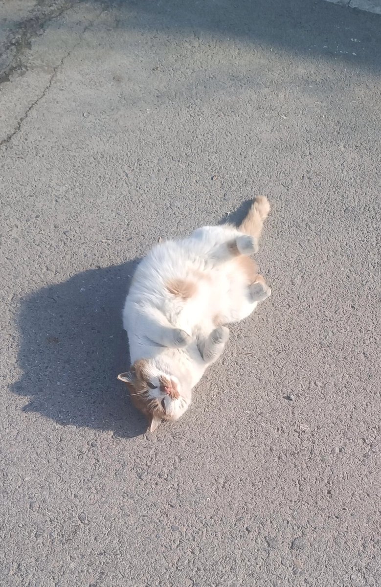 Giuseppe Di Lorenzo tweet media