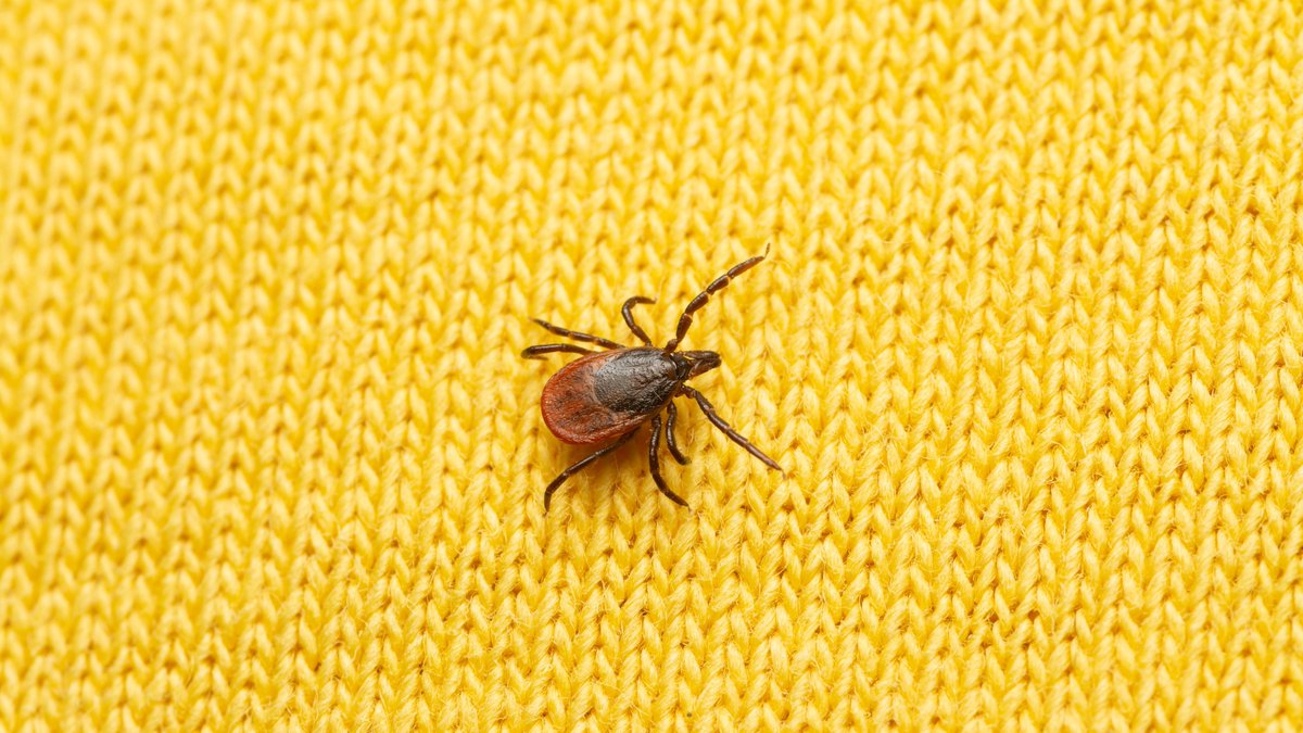 Masters Pest Control tweet media