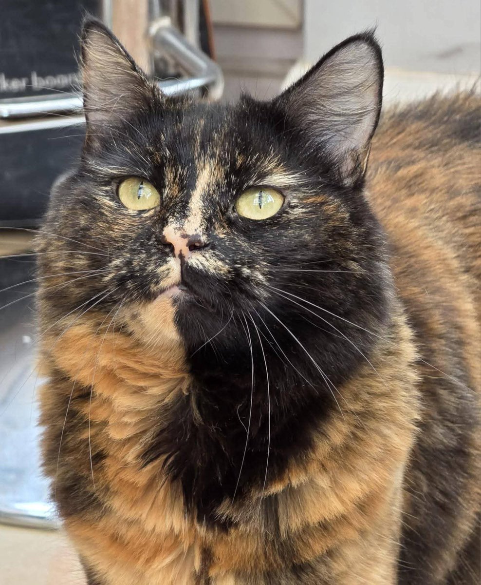 Sara Mary ⭐❤️ tweet media