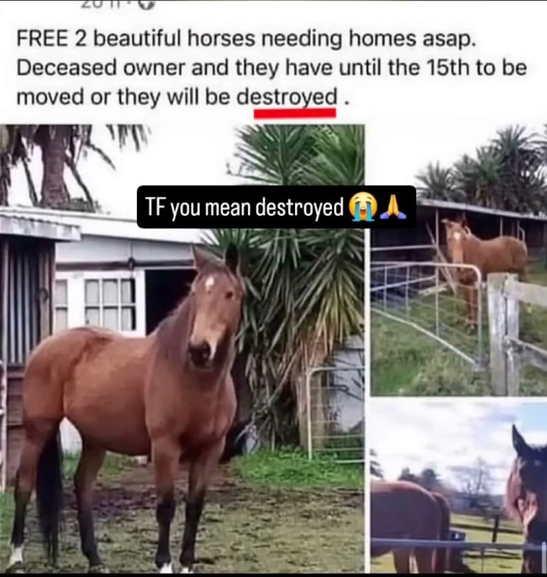 brainrot dimension tweet media