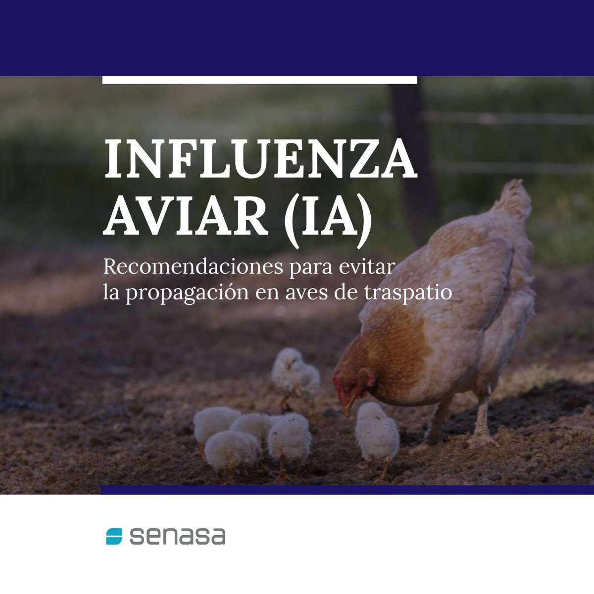 Desde el Senasa solicitamos reforzar las medidas de bioseguridad en aves de traspatio y evitar el contacto con aves silvestres. Ante síntomas como falta de apetito, diarrea, problemas respiratorios, menos huevos o muerte, notificar: WhatsApp 11 5700-5704 o argentina.gob.ar/senasa