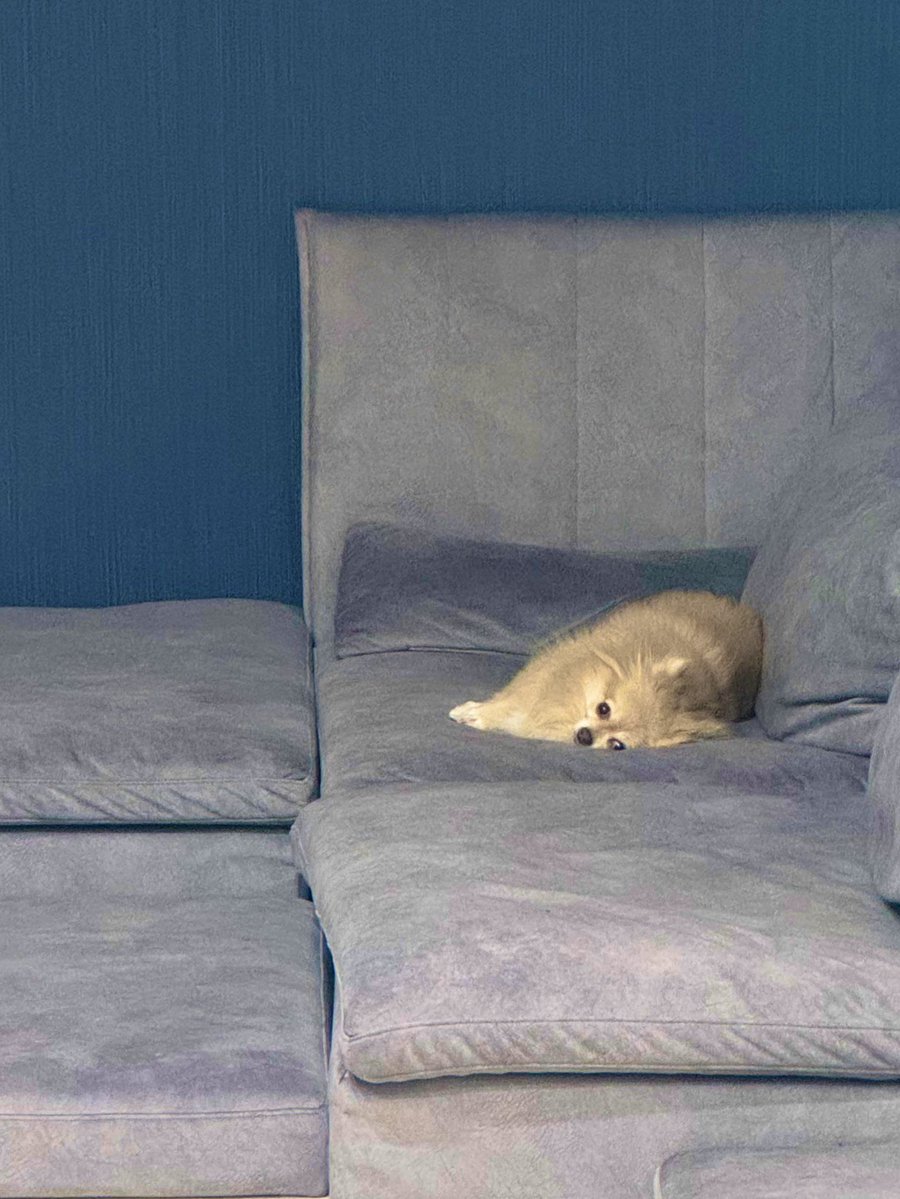 トランペット奏者 秋山璃帆🌸 tweet media