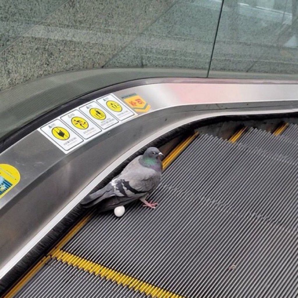 Kızılay Metrosu'nda bir güvercin, yürüyen merdivende yumurtladı.