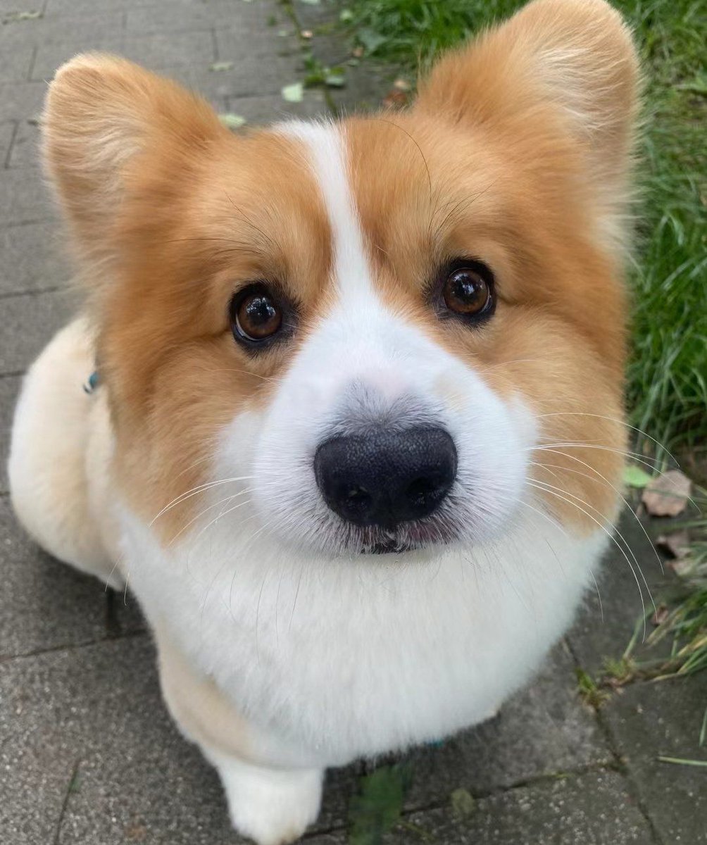 Andrea Santana tweet media