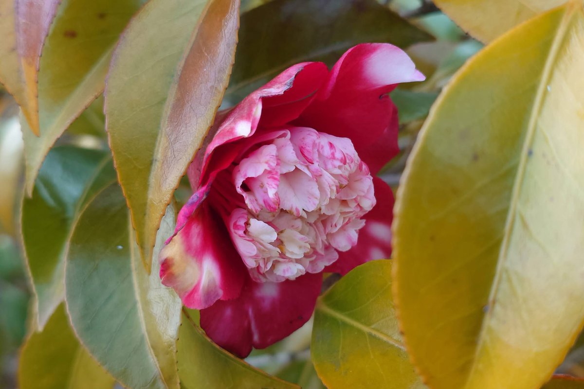 Takecyanful tweet media