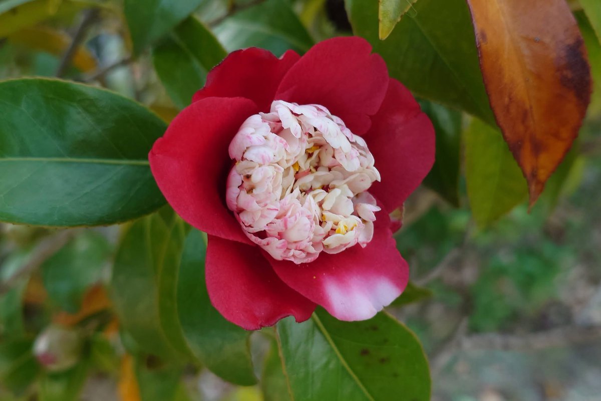 Takecyanful tweet media