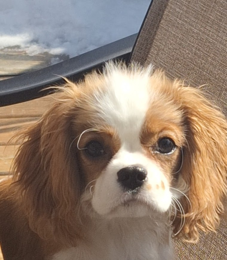 Sylvie Lacelle tweet media