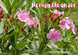 Geoffroy Volant tweet media