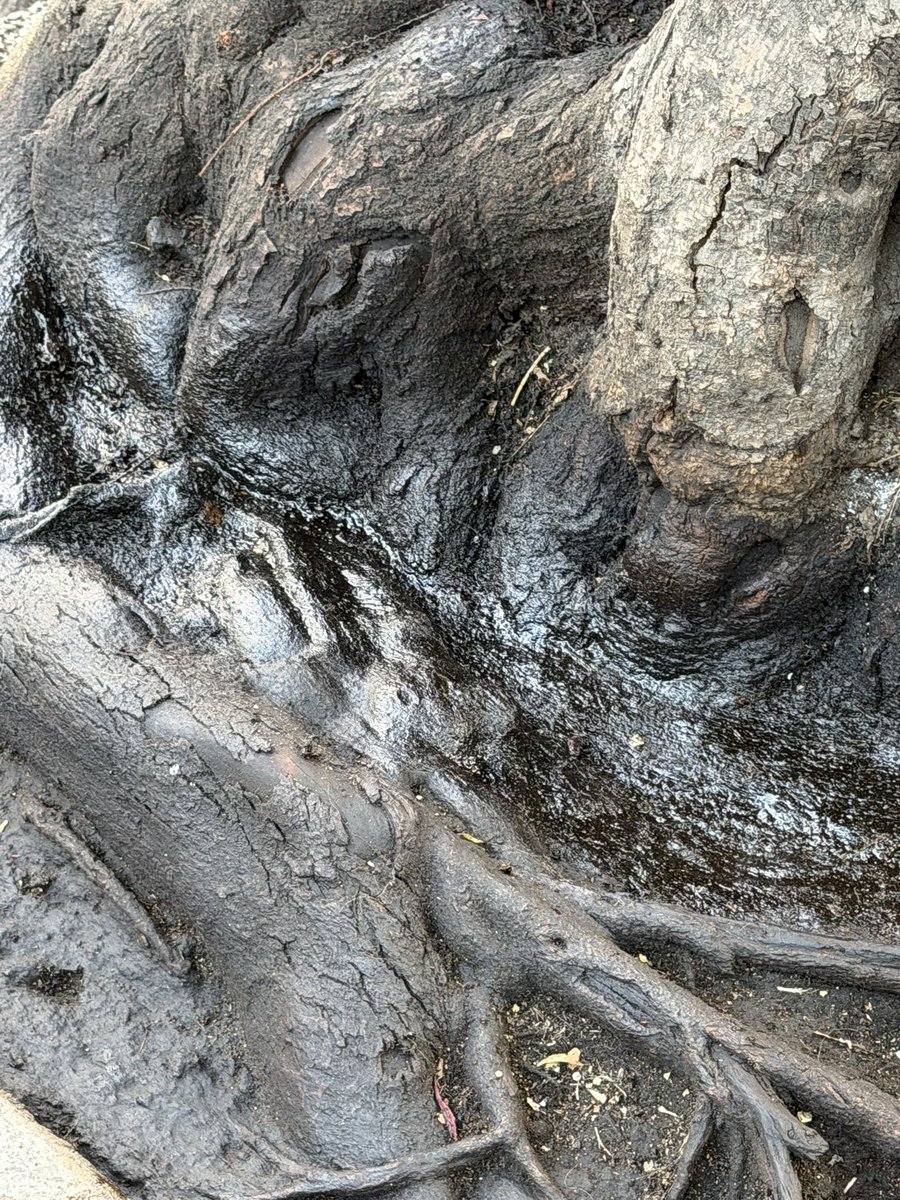 🅿️🅰️🅾️ tweet media