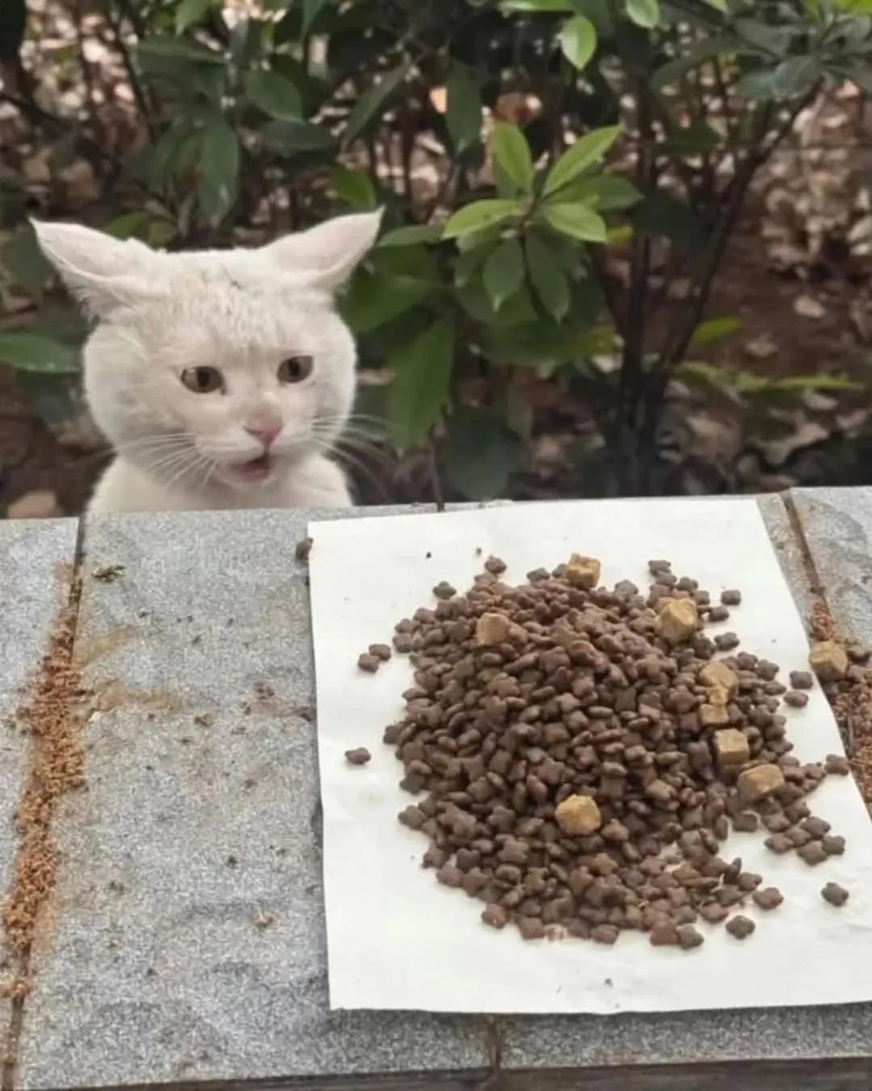 Cat 🐈 tweet media