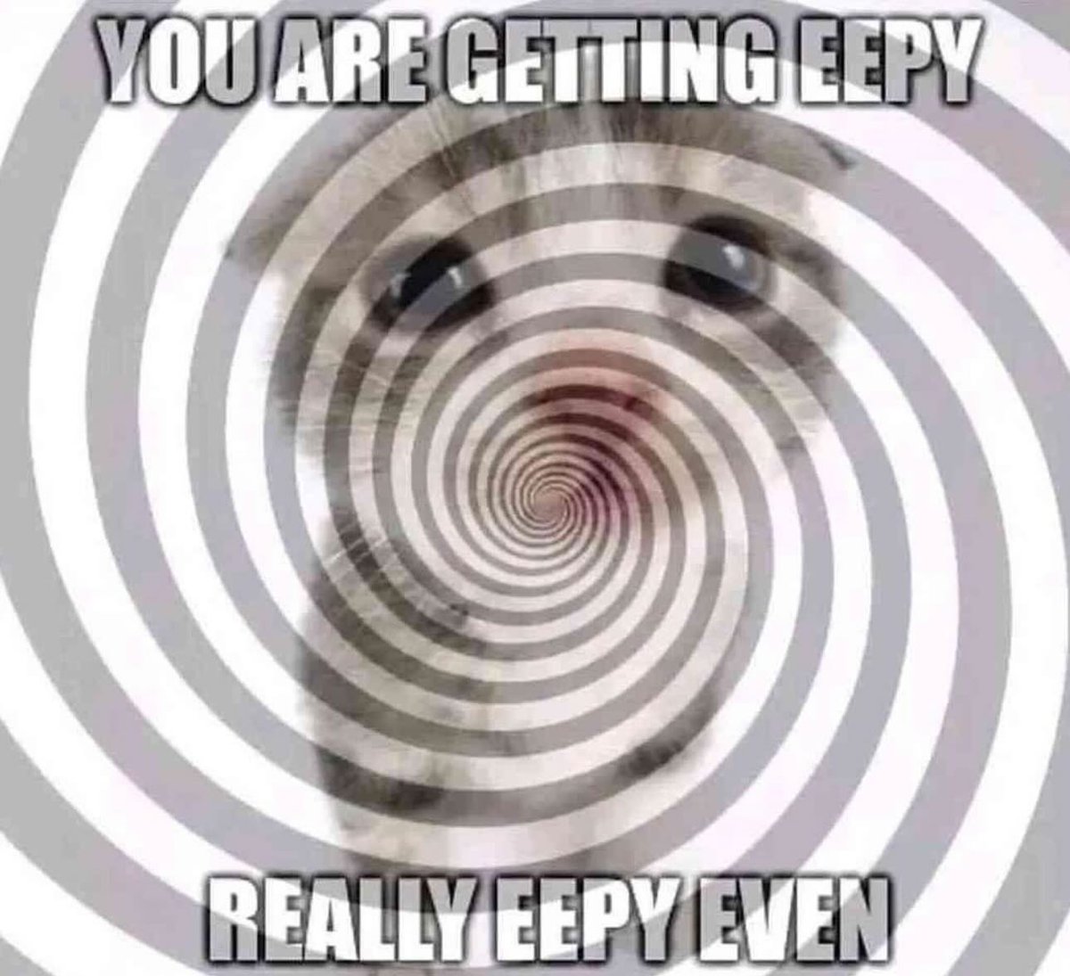 Punch Cat tweet media