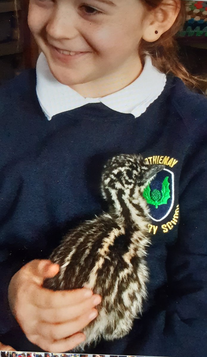 Rothiemay Primary School tweet media