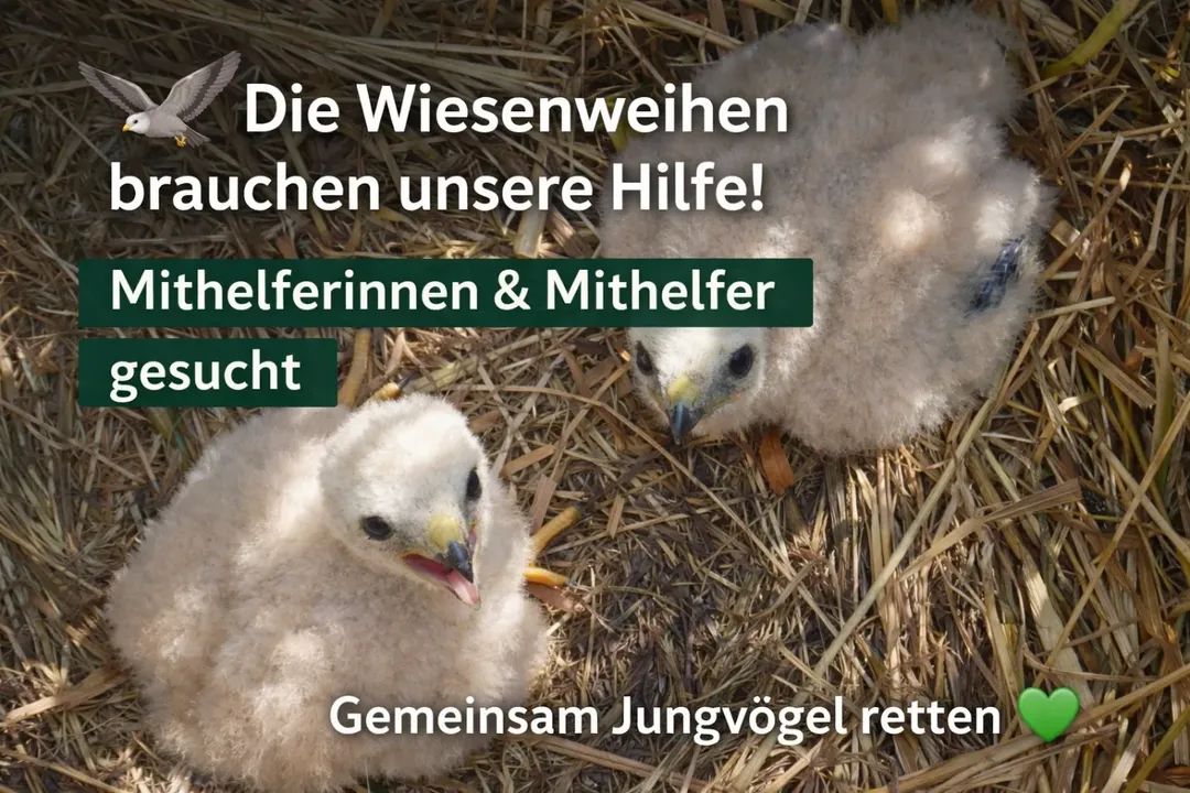 Viechertante tweet media