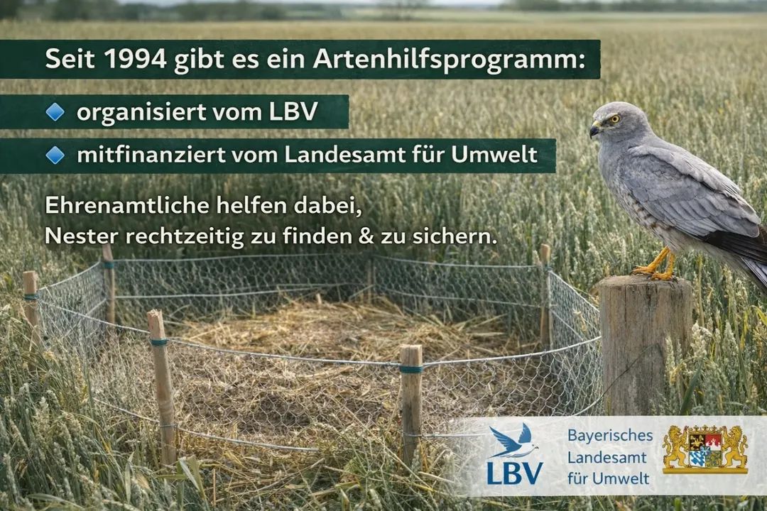 Viechertante tweet media