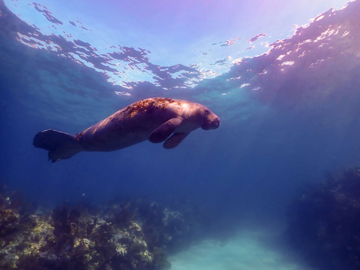 National Marine Sanctuary Foundation tweet media