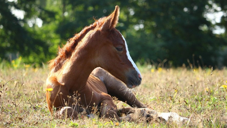 LFPCheval tweet media