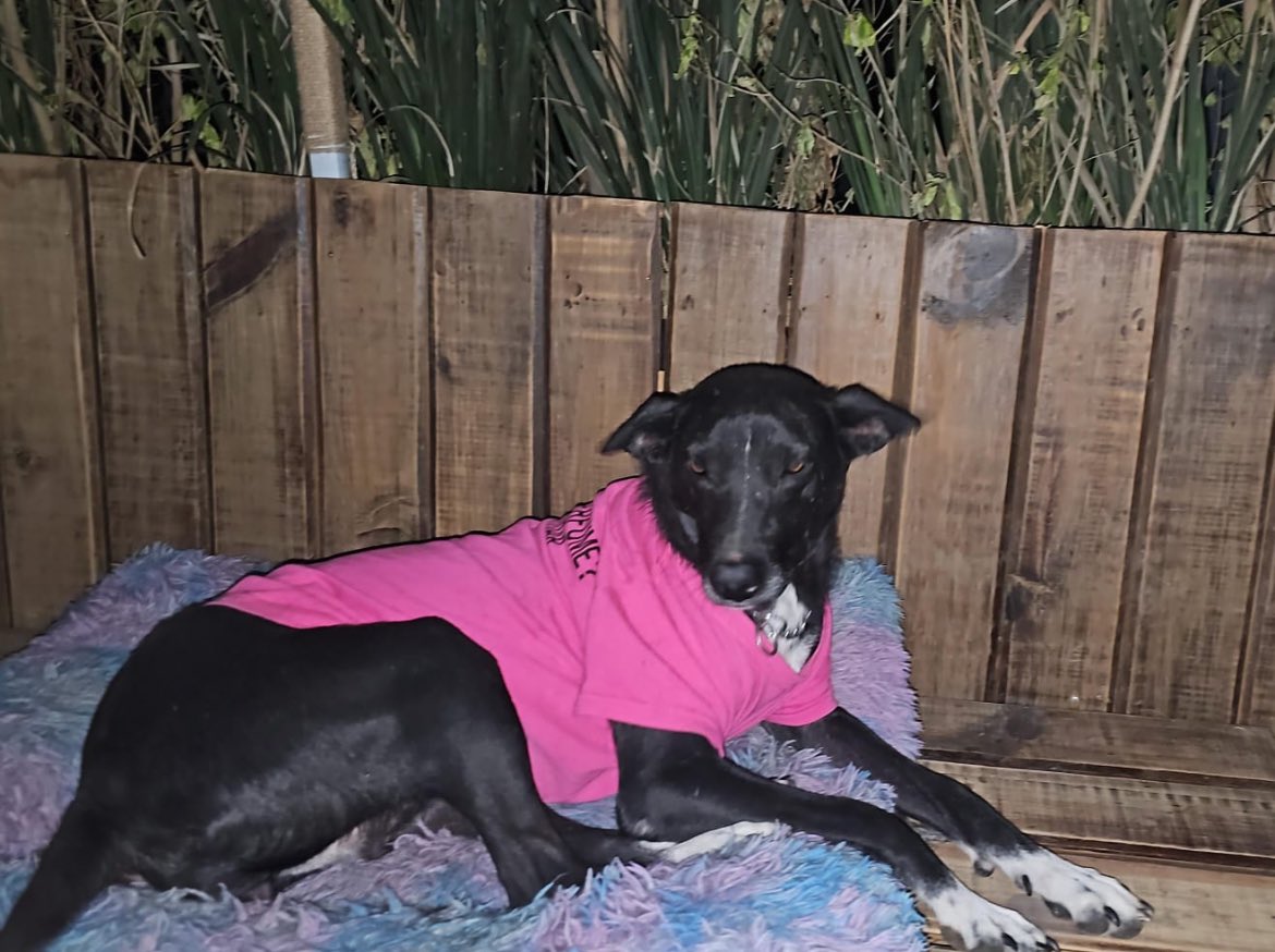 Firulais a salvo tweet media