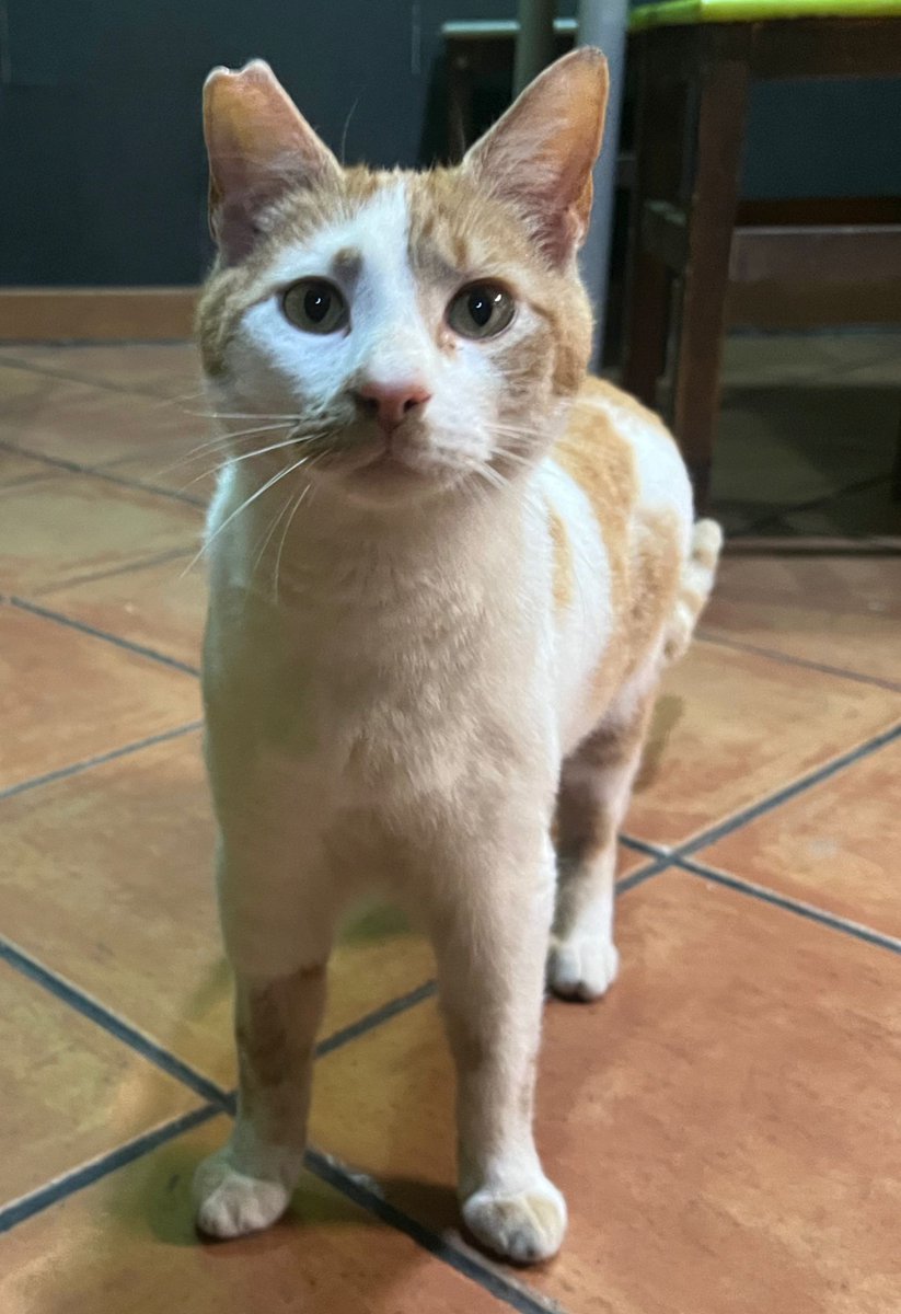 #URGENT Adopció responsable per la Lili! Gata abandonada que mereix una segona oportunitat. És una gata mooolt bona i social.
Si no pots adoptar ajuda'ns compartint🙏🏻❤️
WhatsApp 611262013📲
Està a #Balaguer #XarxaCatalunyaAdopcions #AdoptaUnGat #ADOPTA #XarxaBarcelonaAdopcions