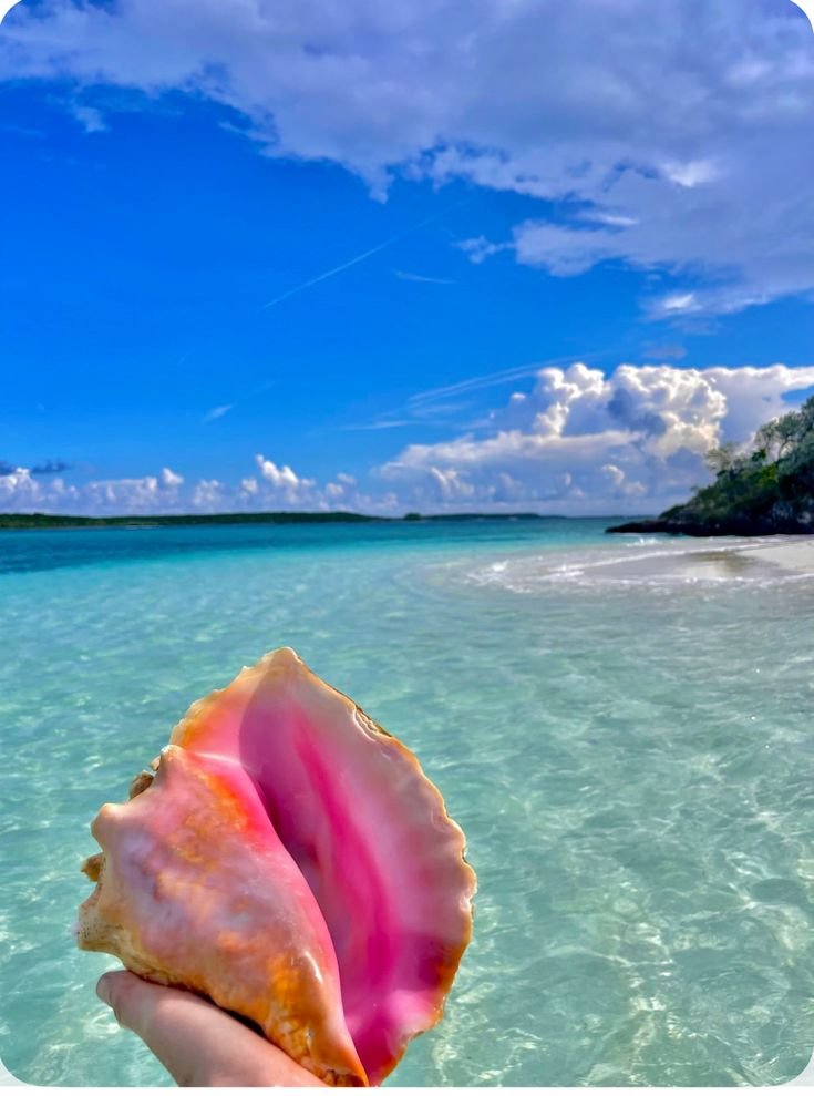 NatureVibe tweet media