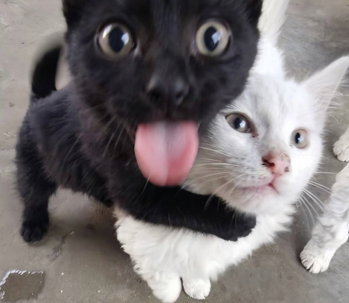 powder ! tweet media