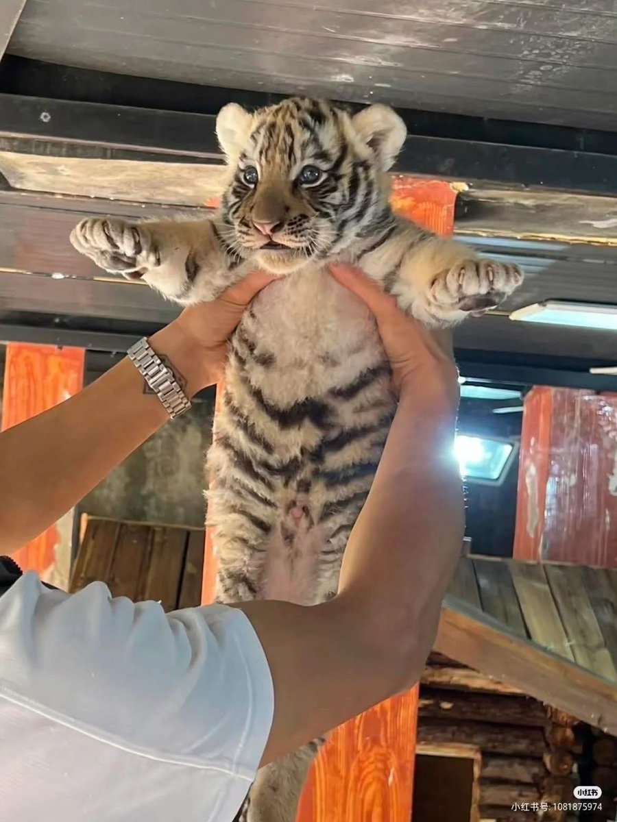 Maestre Mapaxito tweet media