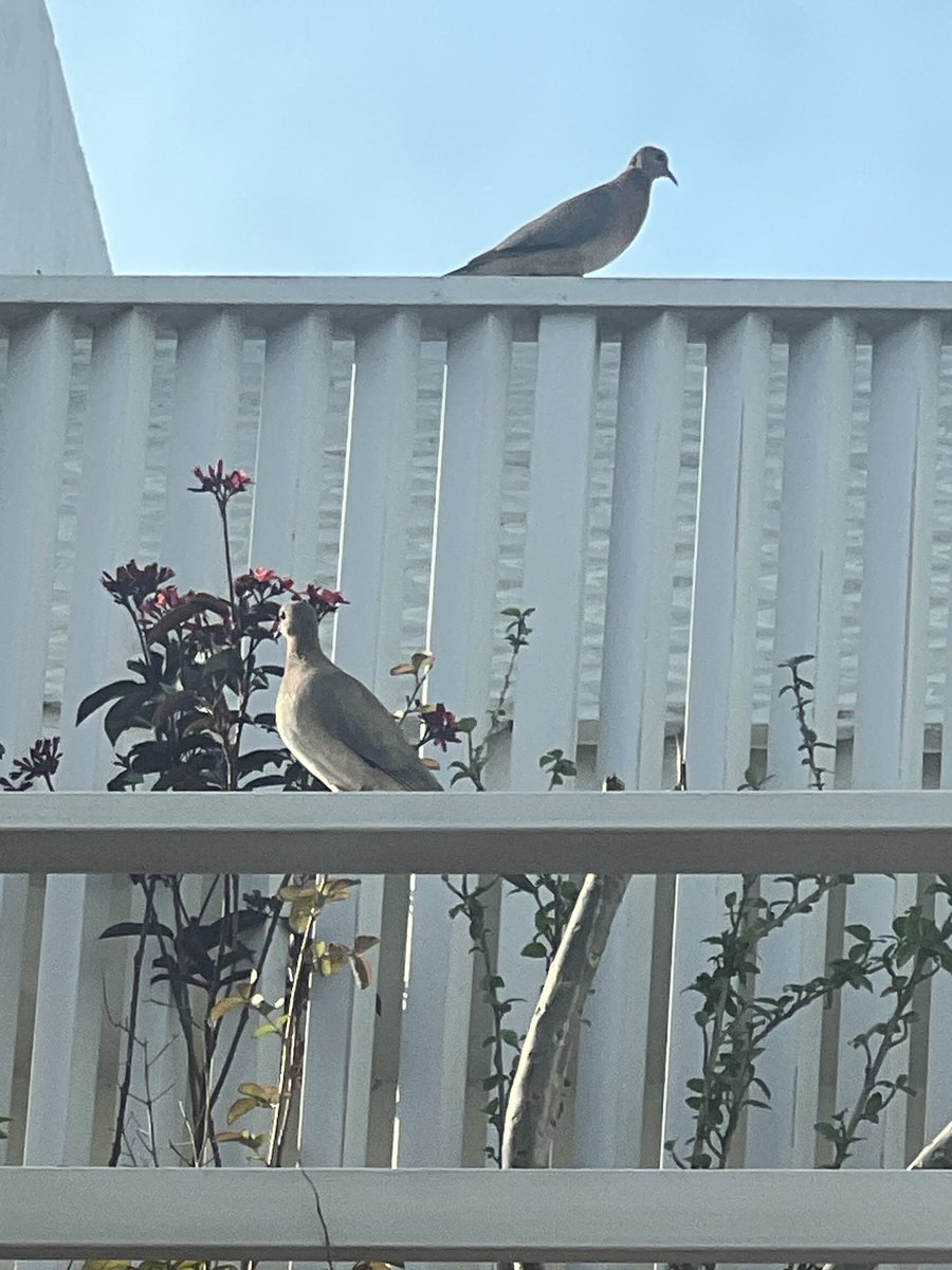 Pervaiz Rashid tweet media