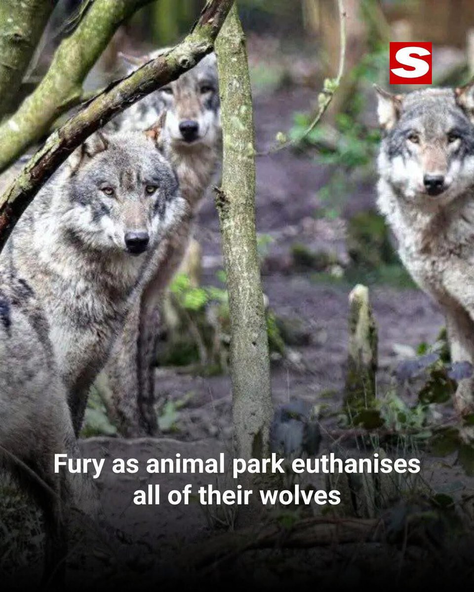 dominic dyer tweet media