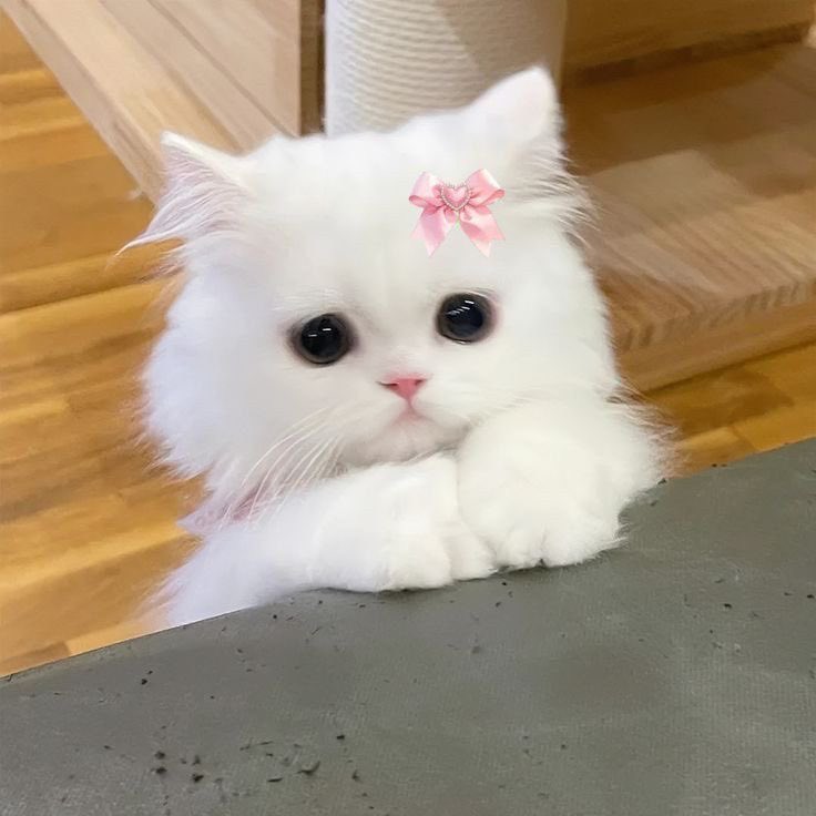 ⋆𐙚 noe | kari’s knight tweet media