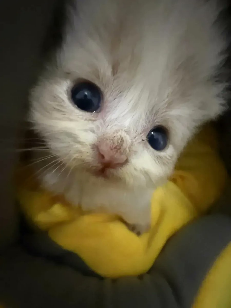 smol silly cat tweet media