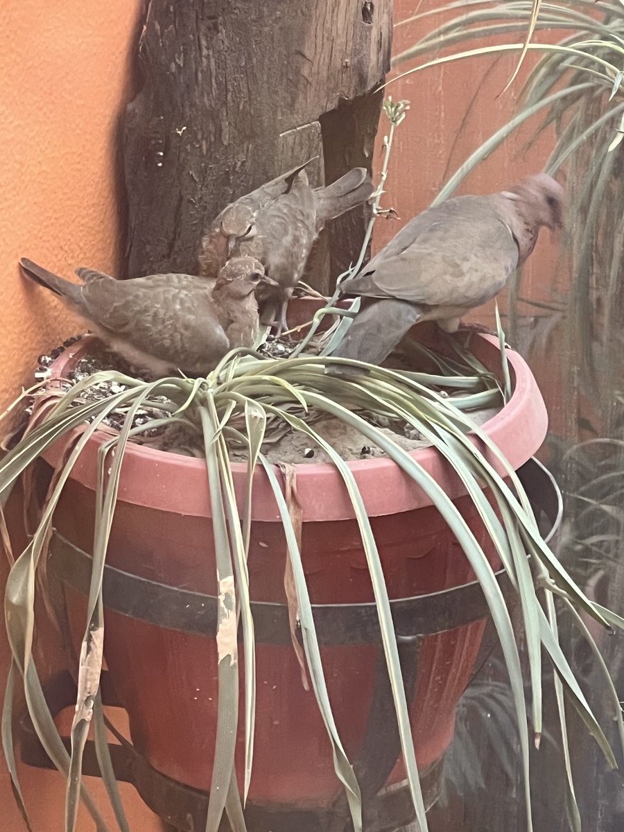 Pervaiz Rashid tweet media