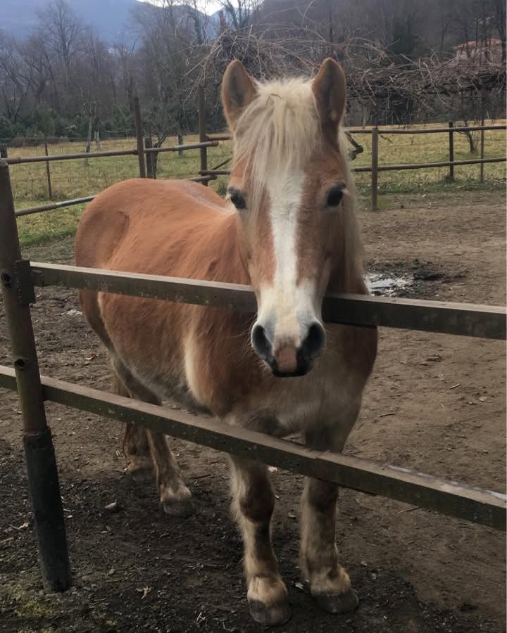 AaronLevine145's tweet photo. My Own Pony https://t.co/DPxOw2rd0k