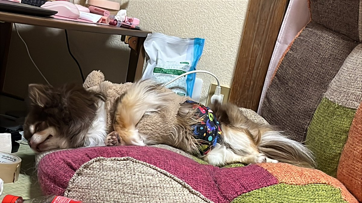 eye（AI音楽クリエーター、作詞家）＆ちわわ tweet media