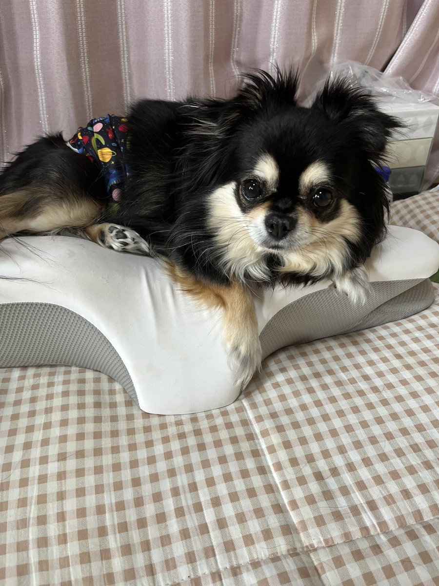 eye（AI音楽クリエーター、作詞家）＆ちわわ tweet media