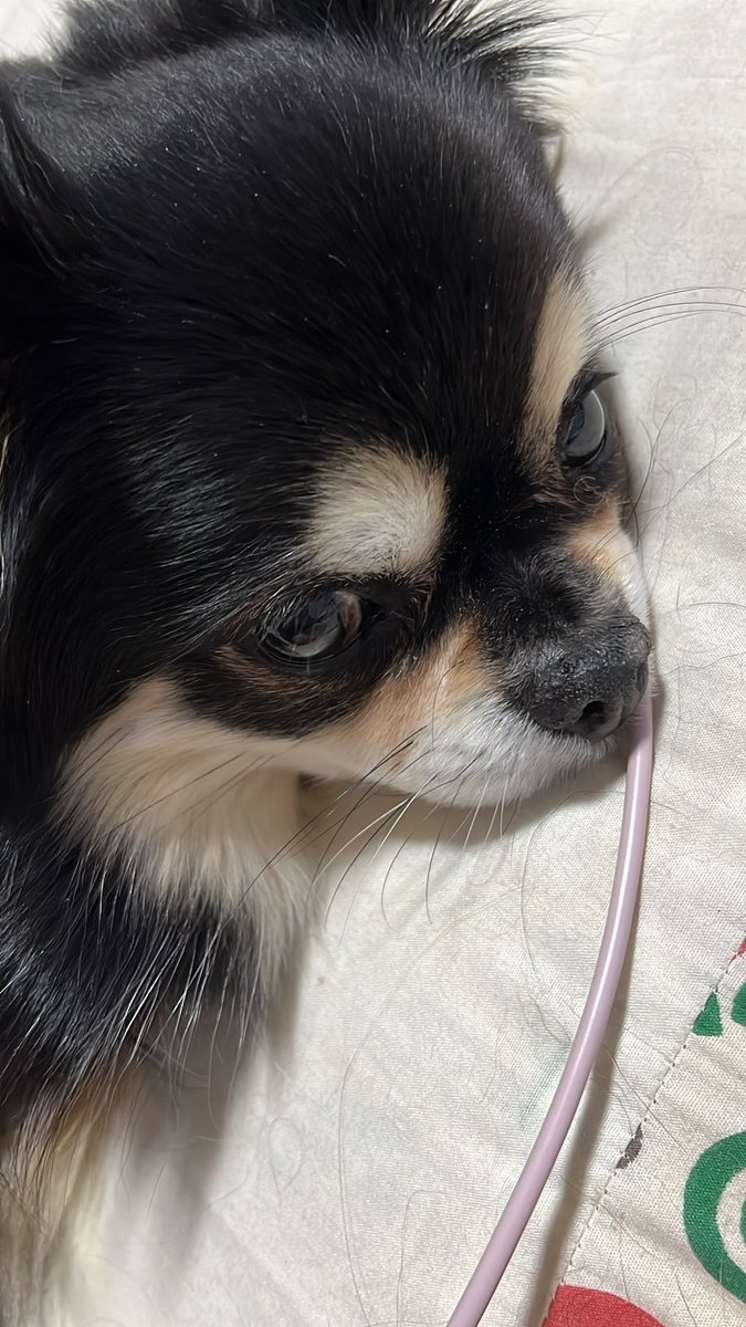 eye（AI音楽クリエーター、作詞家）＆ちわわ tweet media