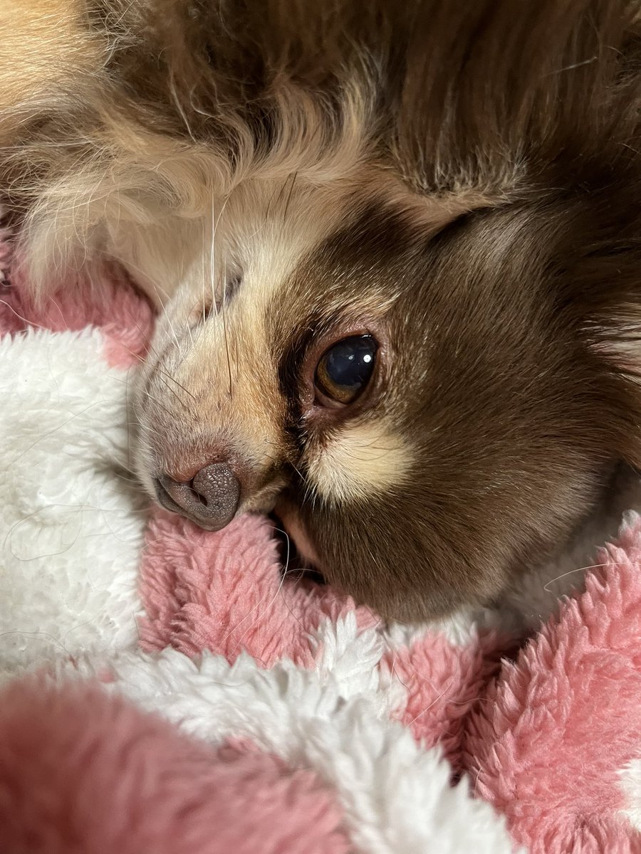 eye（AI音楽クリエーター、作詞家）＆ちわわ tweet media