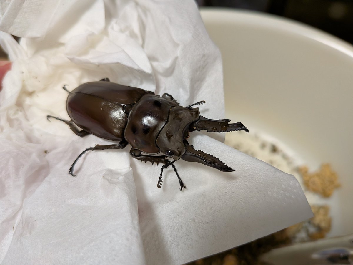 digicame0 tweet media