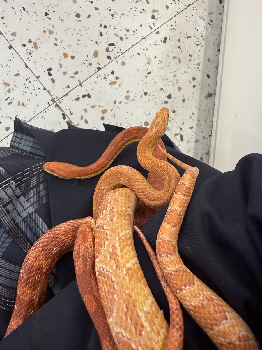 薄荷水 tweet media