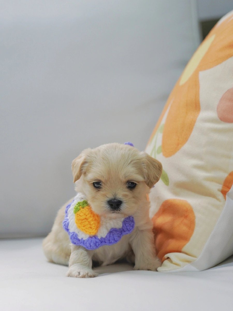 Emre Akhan tweet media