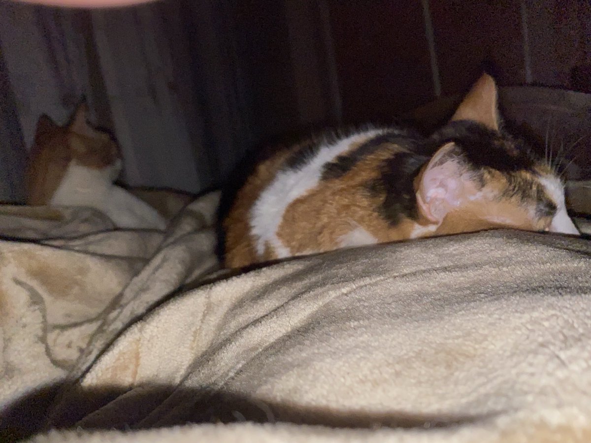 Mona el ASHRY tweet media