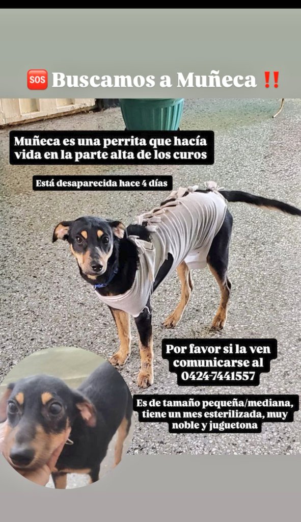 Mary X 🩵🐕🐈 tweet media