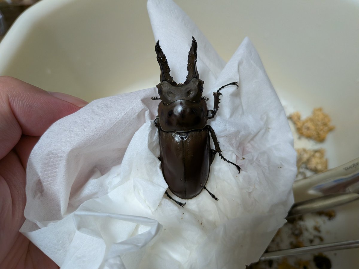 digicame0 tweet media