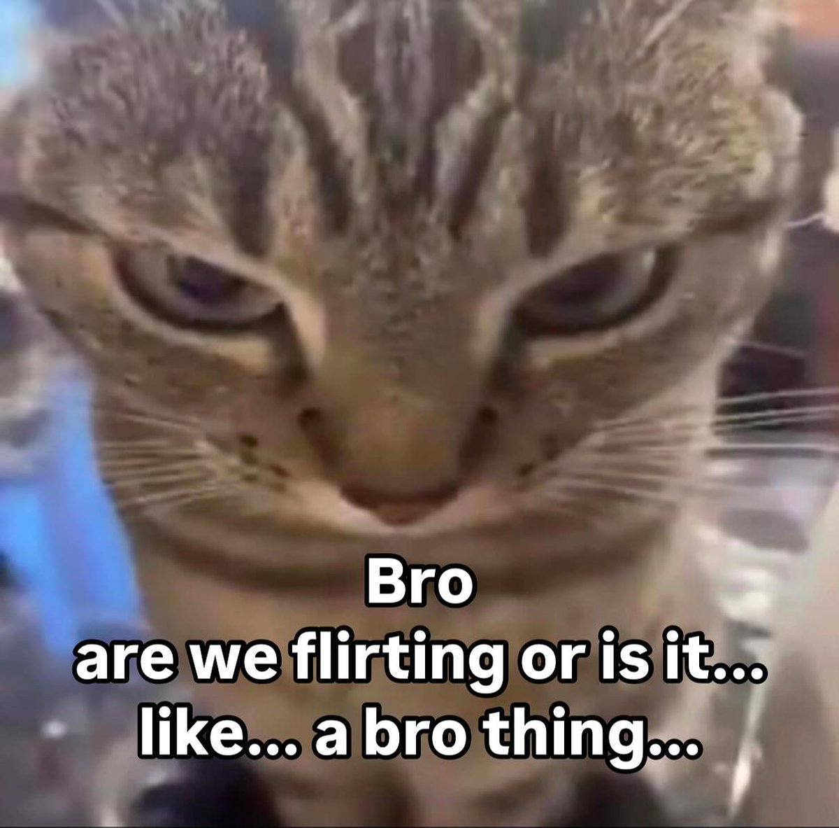 Punch Cat tweet media