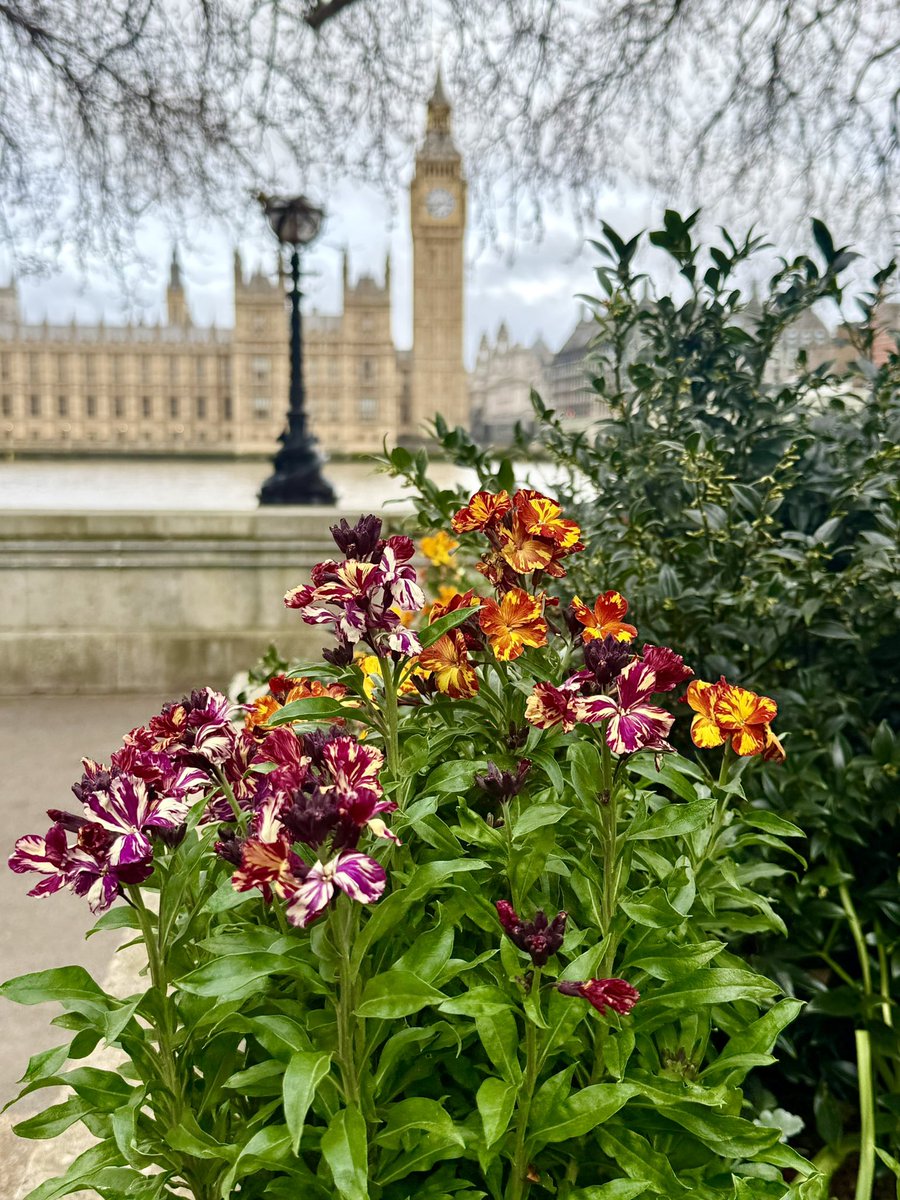 monty772011's tweet image. St Thomas’ Hospital Garden, London, this morning #Westminster #London #Spring