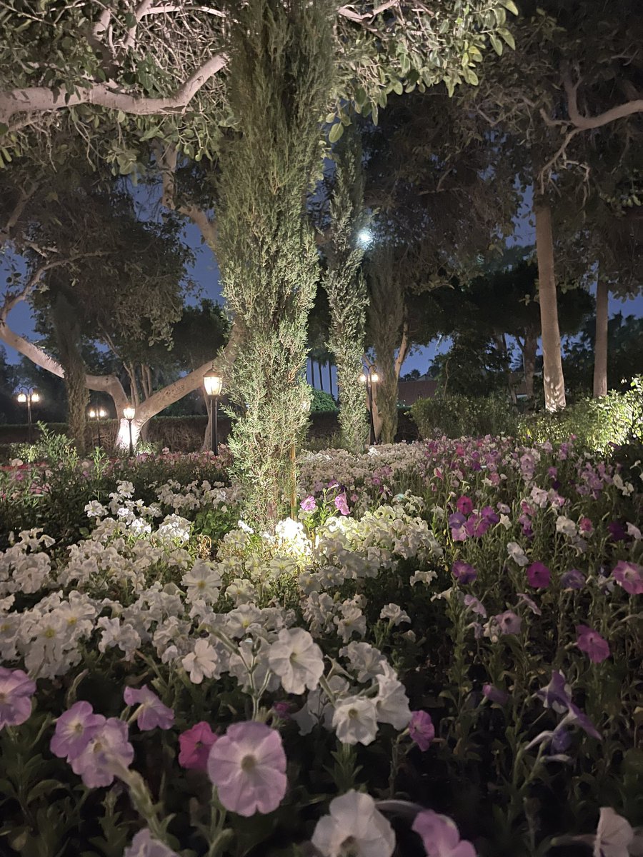 ᴍᴀɴᴀʟ 🕊️ tweet media