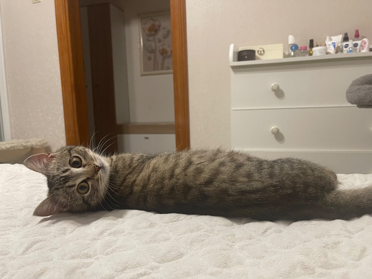 лівінгстон tweet media